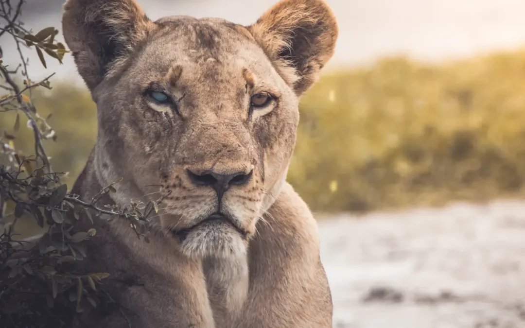 Wildlife Safari Experiences That Will Leave You in Awe